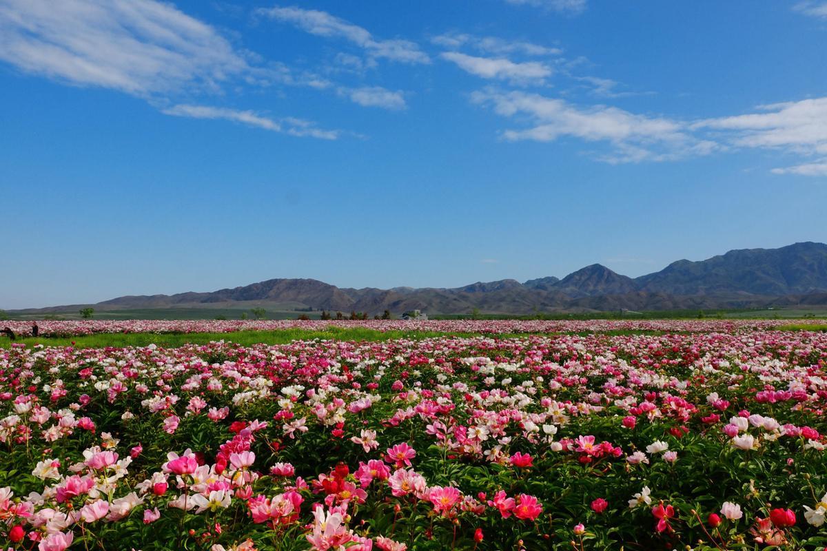 新疆伊犁天山花海