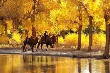 Diversifolius Poplars Park