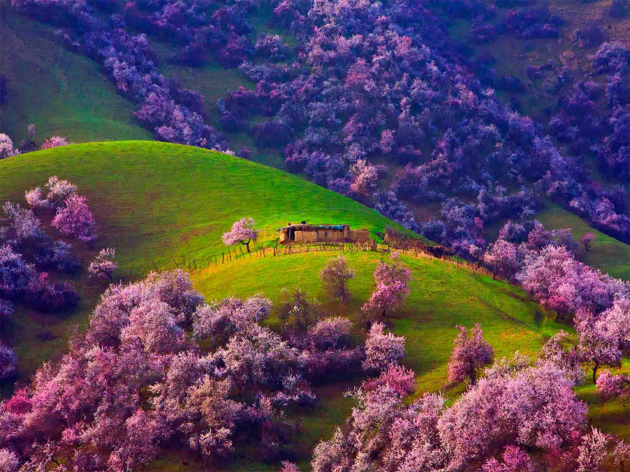 吐尔根杏花沟 吐尔根杏花沟