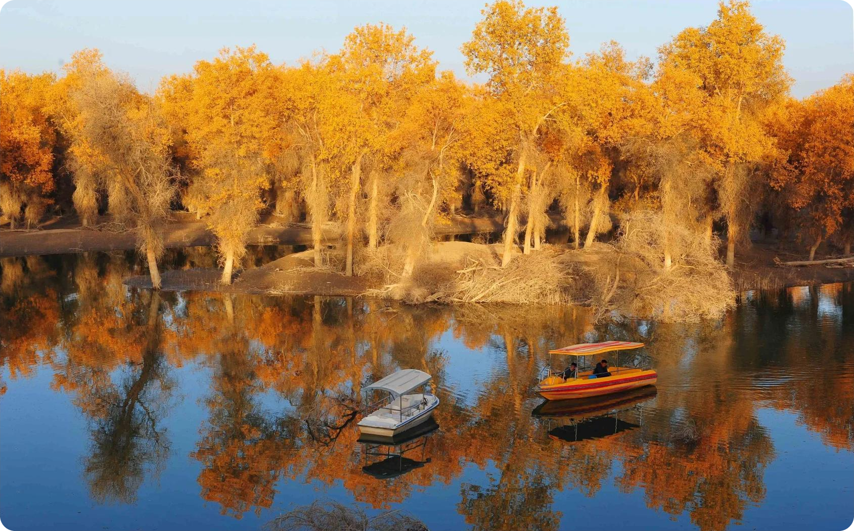 新疆轮台胡杨林 新疆轮台胡杨林